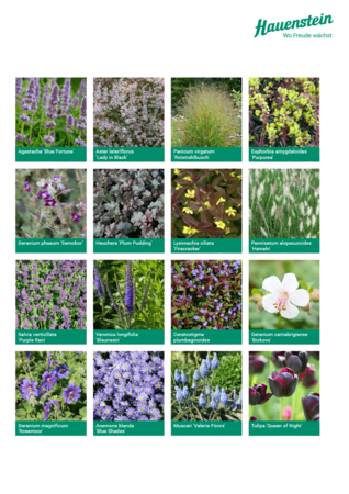 Staudenmischpflanzung Sommernachtstraum