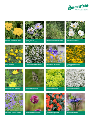 Staudenmischpflanzung Sommerwind