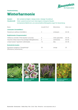 Staudenmischpflanzung Winterharmonie