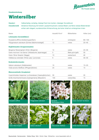 Staudenmischpflanzung Wintersilber