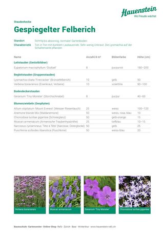 Staudenmischpflanzung Gespiegelter Felberich