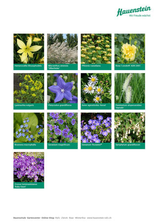 Staudenmischpflanzung Hauensteins Ballonblumenmischung