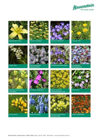 Staudenmischung Hauensteins Brandkrautmischung