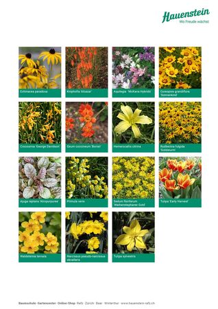 Staudenmischpflanzung Hauensteins gelb-oranges Feuerwerk