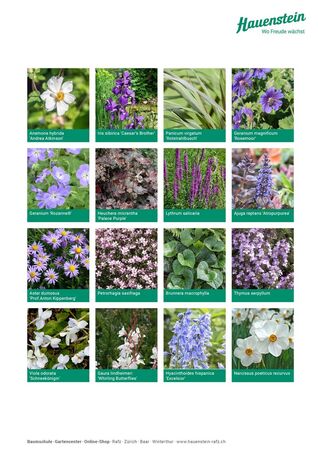 Staudenmischpflanzung Hauensteins Rutenhirsemischung