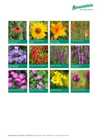 Staudenmischpflanzung Hauensteins Sonnenaugenmischung