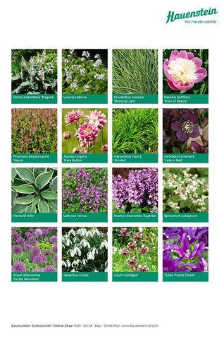 Staudenmischpflanzung Lila-Launesaum