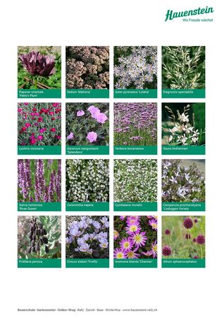 Staudenmischpflanzung Matrona