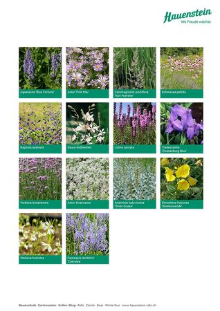 Staudenmischpflanzung Präriesommer