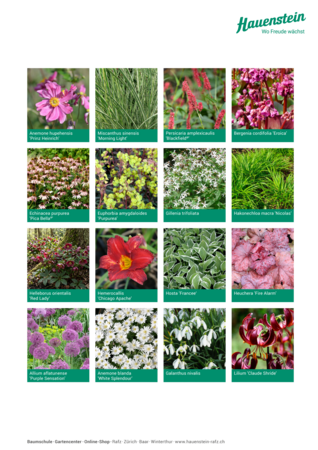 Staudenmischpflanzung Rubinsaum Veitshöchheim