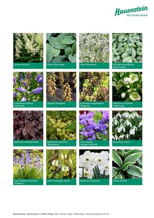 Staudenmischpflanzung Schattenjuwelen