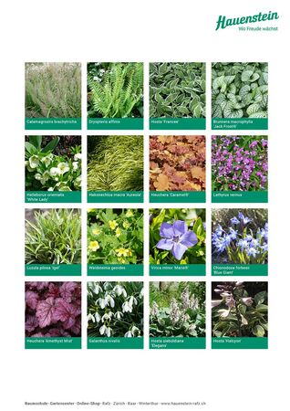 Staudenmischpflanzung Schattenspiel