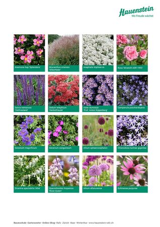 Staudenmischpflanzung Stauden-Rosenmischung