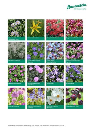 Staudenmischpflanzung Storchschnabel