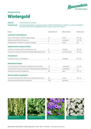 Staudenmischpflanzung Wintergold