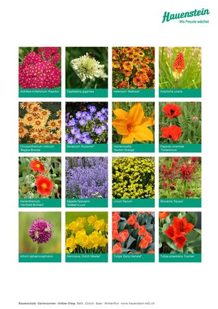 Staudenmischpflanzung Feuer und Flamme