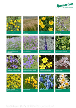 Staudenmischpflanzung Hauensteins Engelshaarmischung