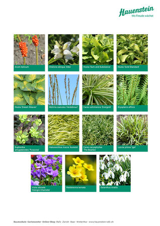 Staudenmischpflanzung Schattengold