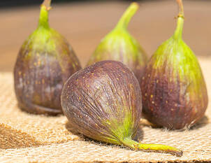 Die Feige – Ficus carica