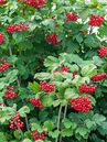 Gemeiner Schneeball, Viburnum opulus, trägt ab dem Herbst lang haftende, glänzend rote Beeren.