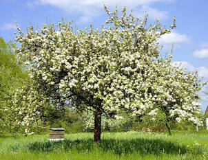 Alternanz bei Obstbäumen