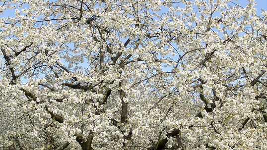 Alternanz bei Obstbäumen Foto © Fotolia