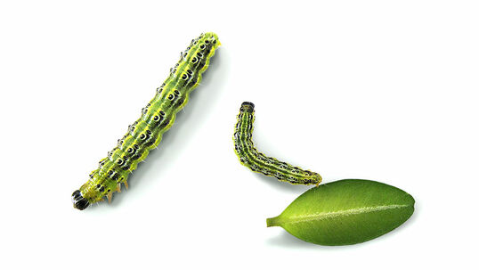 Raupen vom Buchsbaumzünsler 