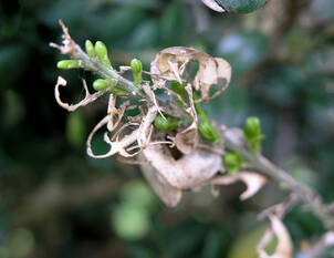 Der Buchsbaumzünsler hat grossen Appetit