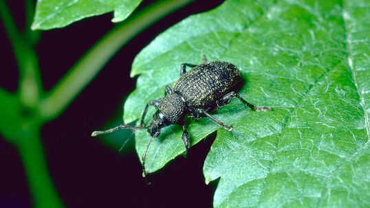 Der Dickmaulrüssler Foto © ACW