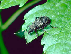 Gefrässige Dickmaulrüssler