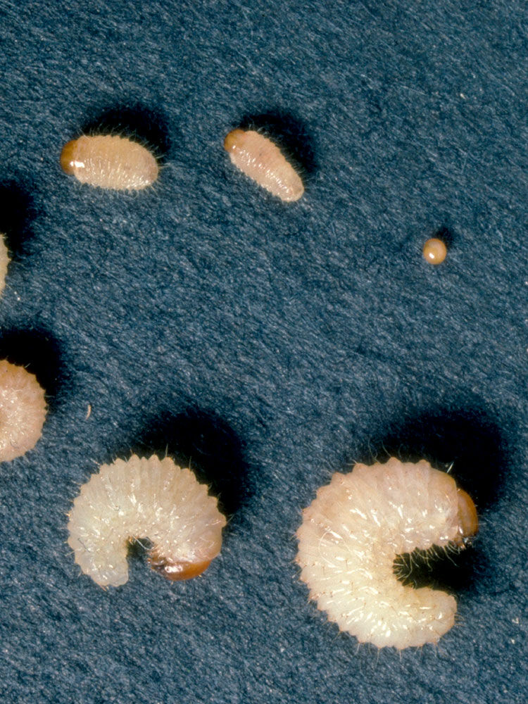 Dickmaulrüssler bekämpfen: Käfer und Larven richtig entfernen