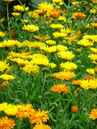 Ringelblume (Calendula officinalis)