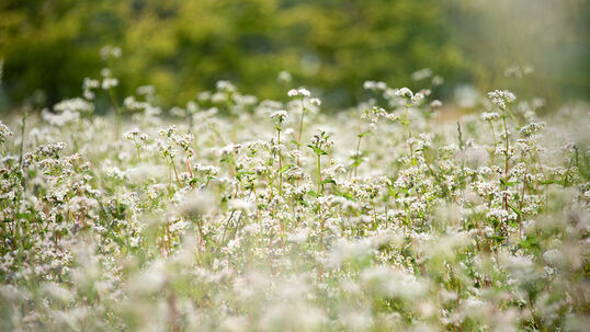 Buchweizen (Fagopyrum esculentum)
