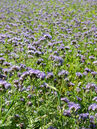 Phazelie (Phacelia tanacetifolia) 