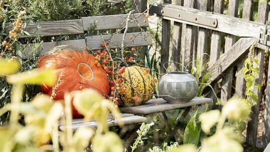 Die Herbstpflanzung und -pflege ist nicht zu unterschätzen