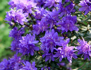 Moorbeet: Nass oder trocken?