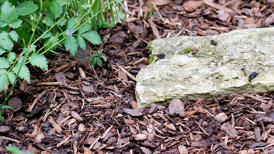 Mulchen bringt viele Vorteile 