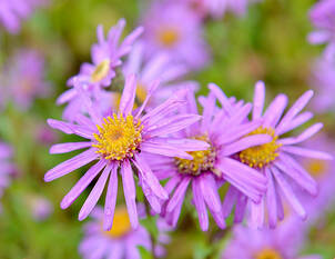 Optimale Pflanztiefe für Stauden und Gehölze