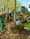 Pflanzung von Gehölzen mit Erdballen