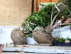 Pflanzung von Gehölzen mit Erdballen