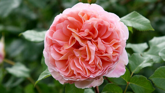 Abraham Darby®