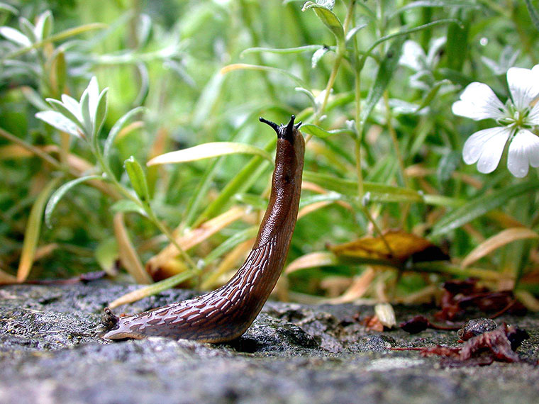 Bekämpfung Von Schnecken Im Garten Schnecken-Bekämpfung | Hauenstein AG