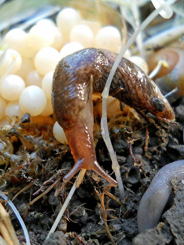 35+ frisch Bilder Kleine Weisse Schnecken Im Garten 1 2