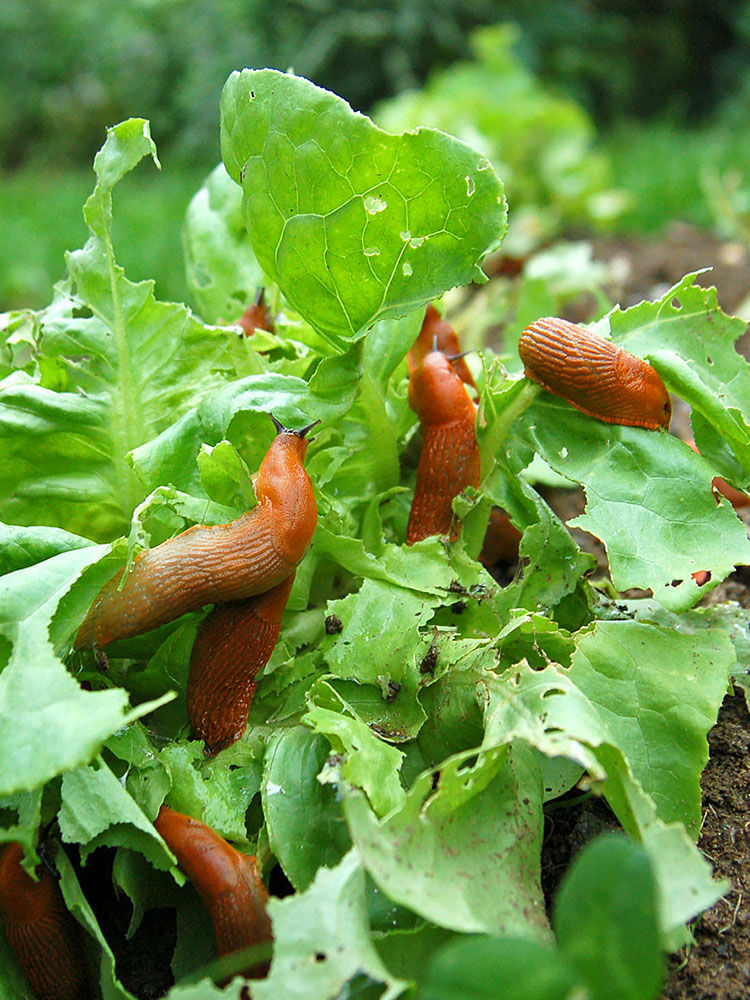 Schnecken-Bekmpfung | Hauenstein AG