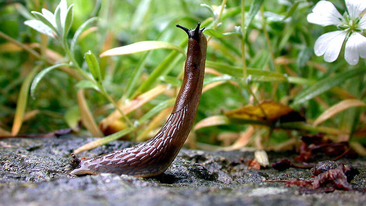 Schnecken Bekampfung Hauenstein Ag