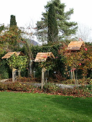 Schutz gegen Schneedruck bei Stammrosen. 