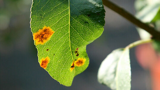 Birngitterrost an einem Birnbaum