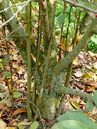 Wildtriebe an Malus toringo sargentii
