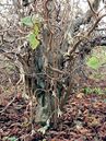Wildtriebe an Corylus avellana 'Contorta'