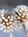 Frostige Schönheiten Foto © Fotolia